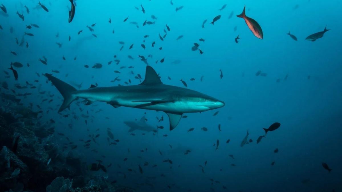 Tiburones con cocaína frente a las costas de Río de Janeiro.