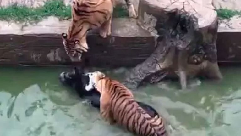 Tigres mataron a dentelladas a un burro.