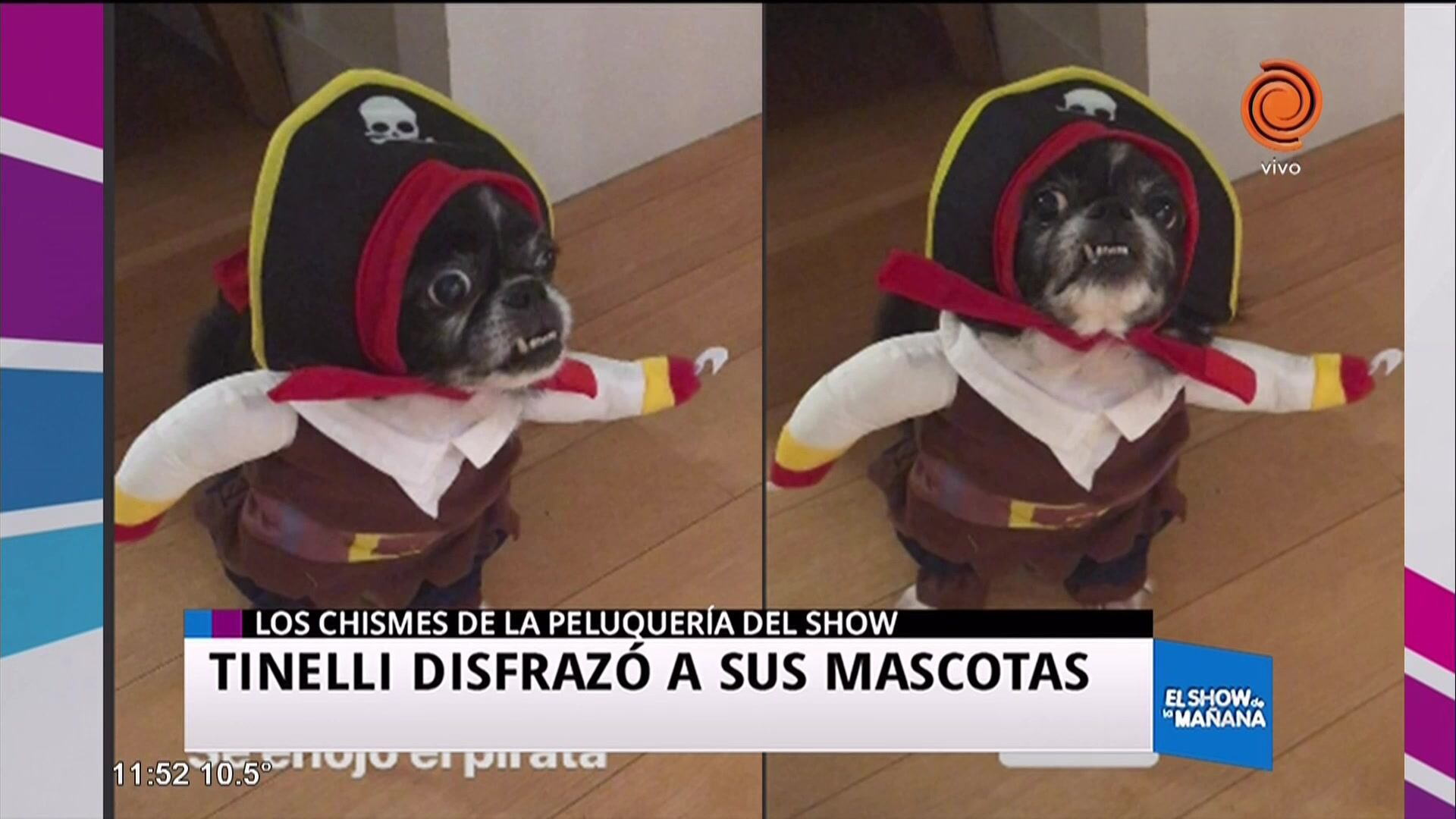 Tinelli disfrazó a sus mascotas