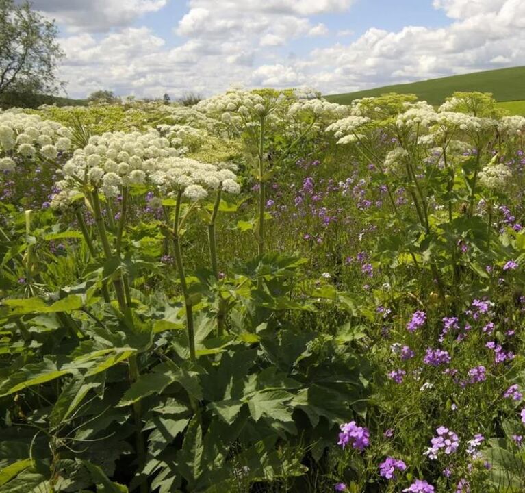 Tocó una planta, se llenó de ampollas y tuvo que suspender sus vacaciones para operarse