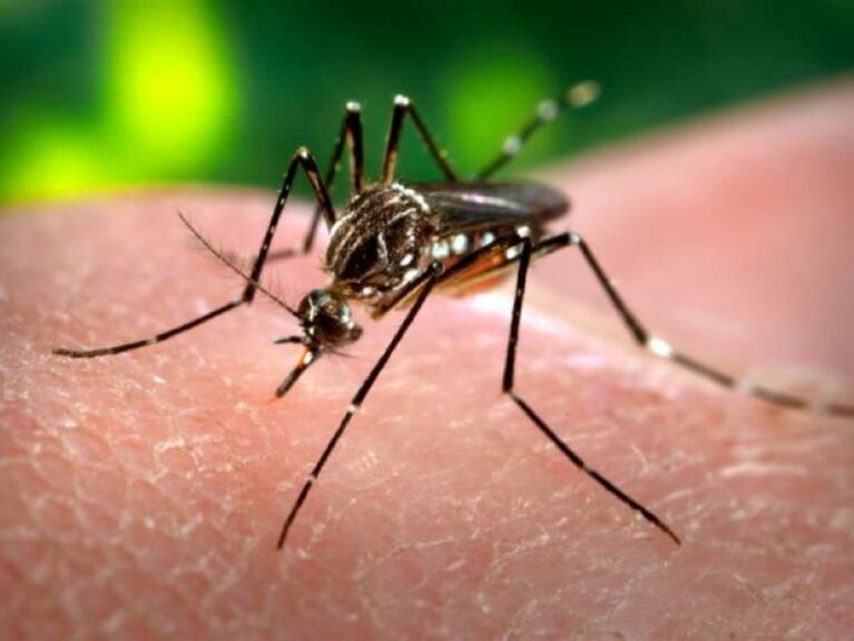 Todo lo que es necesario saber del virus del Zika