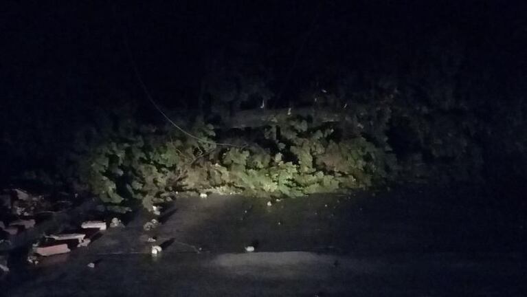 Tornado en La Cumbre: árboles caídos, evacuados y un herido