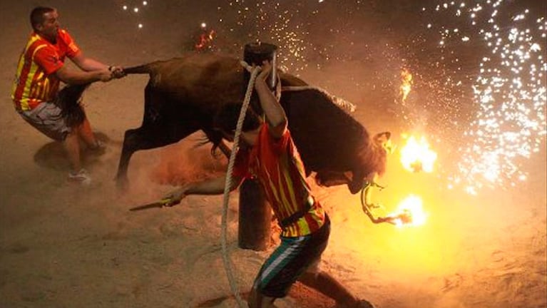 "Toro embolado", una tradición en algunos sectores de España.