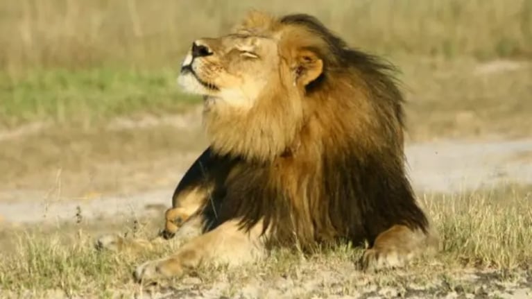 Tragedia en un safari de lujo: un empresario alemán murió tras ser atacado por una leona