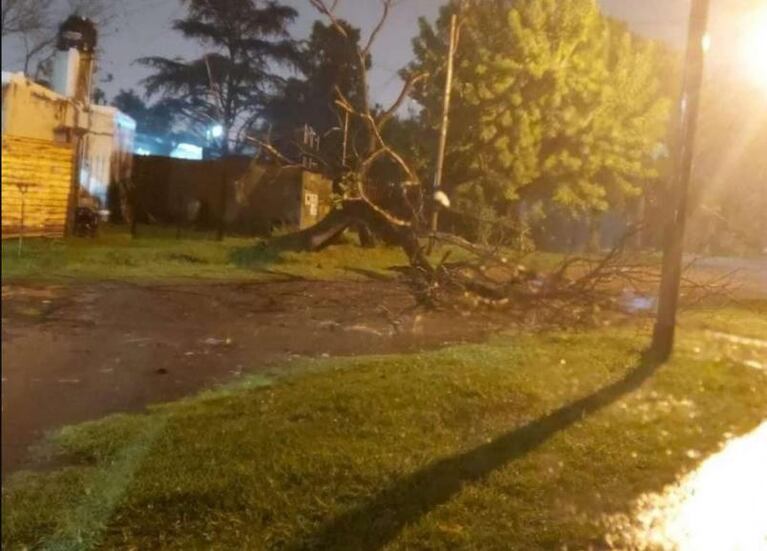Tragedia: un padre murió aplastado por un árbol al salvar a su hijo 