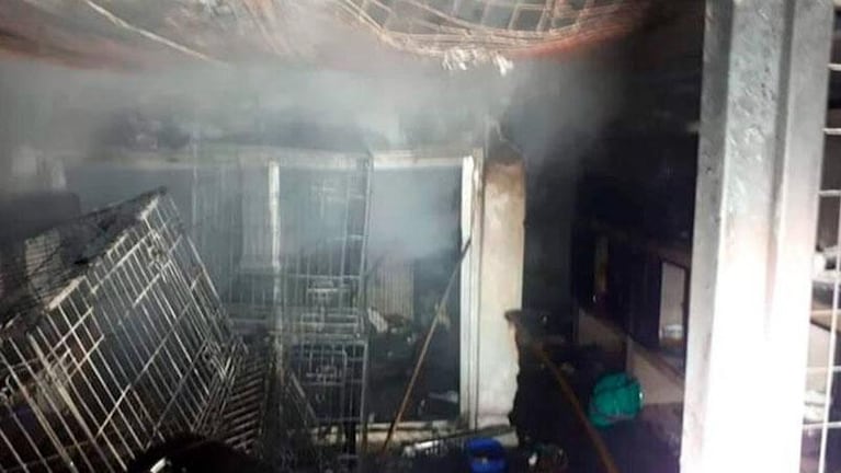 Trágico incendio intencional en un refugio de animales: murieron 15 gatos y hay mascotas perdidas