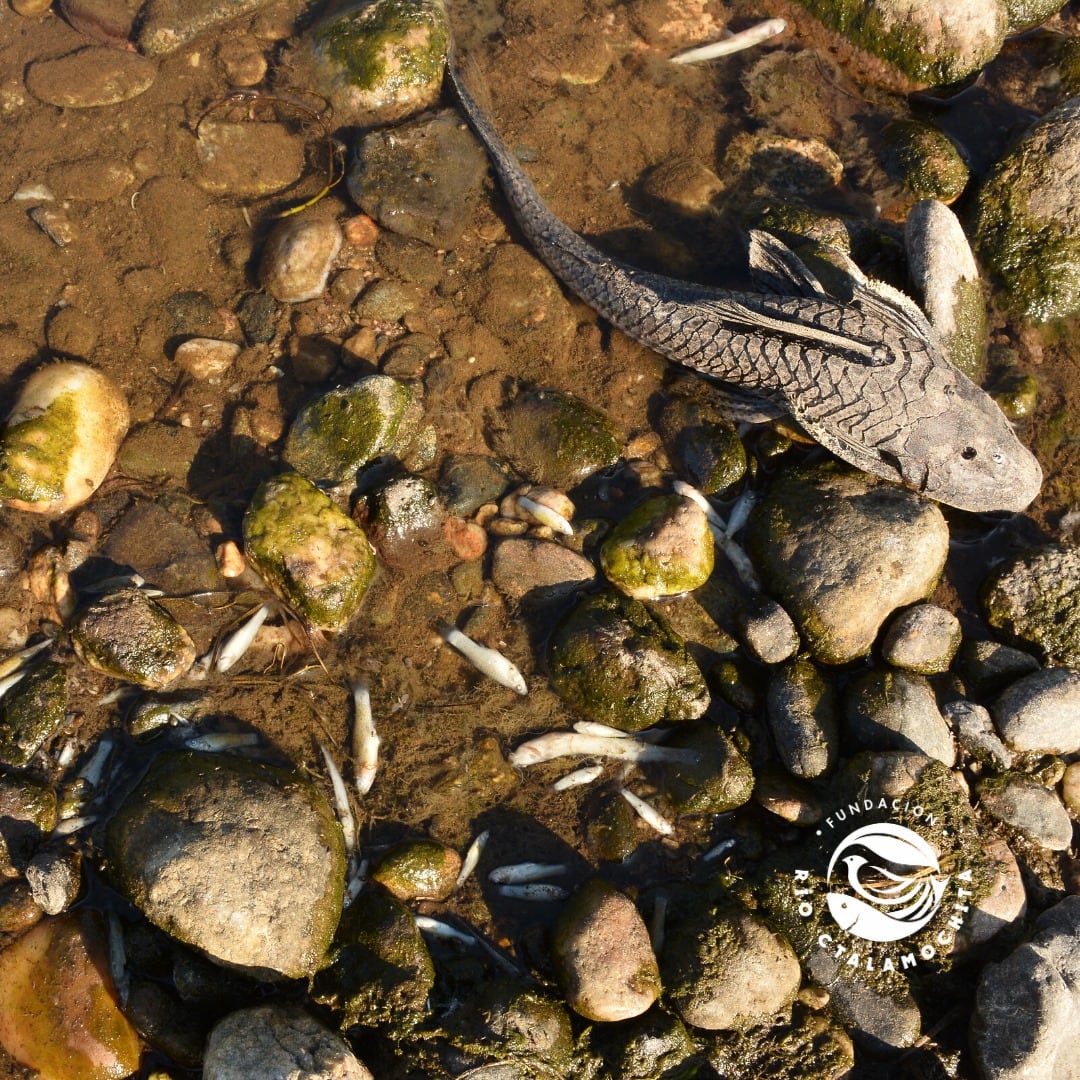 Tras el escape, aparecieron más de 500 peces muertos. Foto: Fundación Río Ctalamuchita.