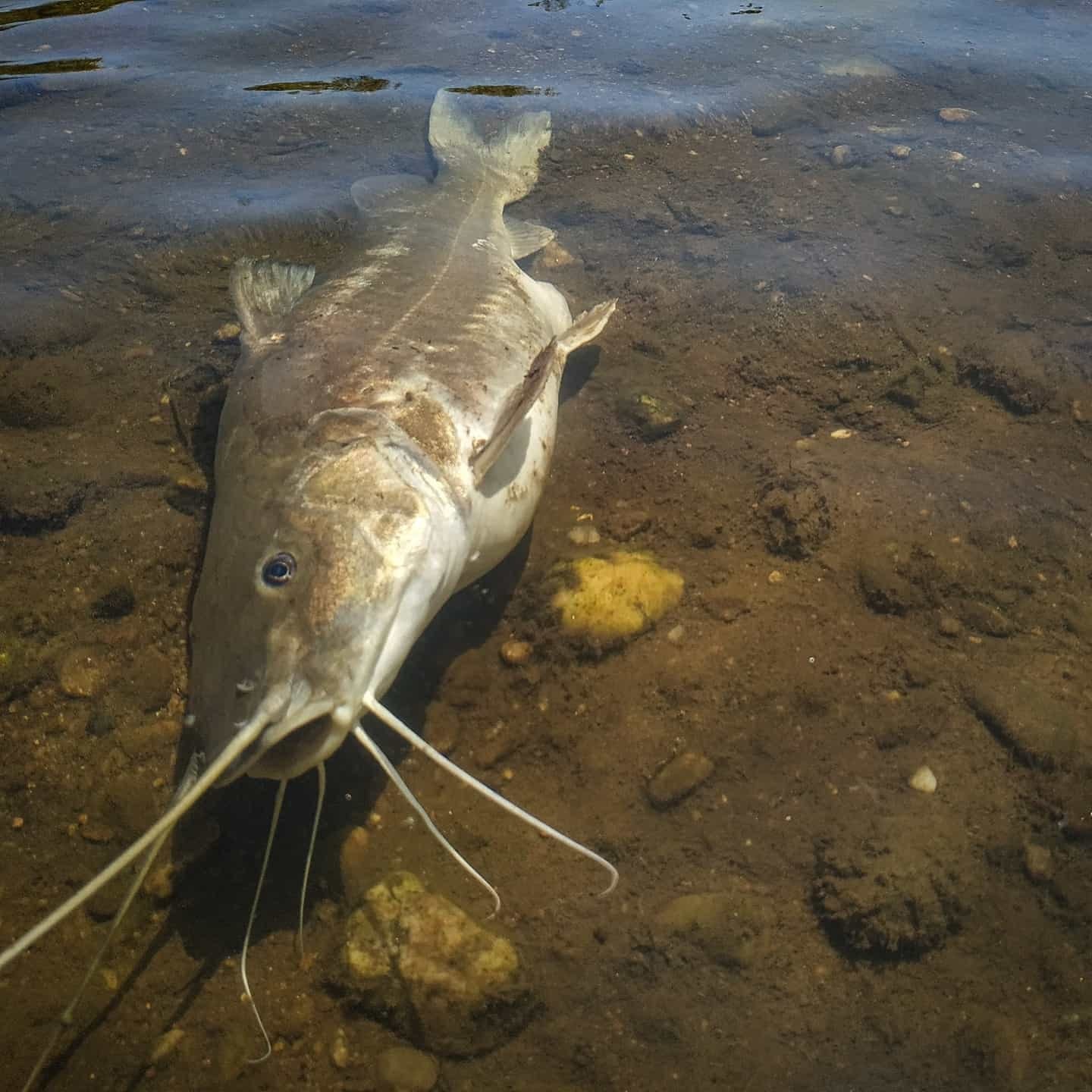 Tras el escape, aparecieron más de 500 peces muertos. Foto: Fundación Río Ctalamuchita.