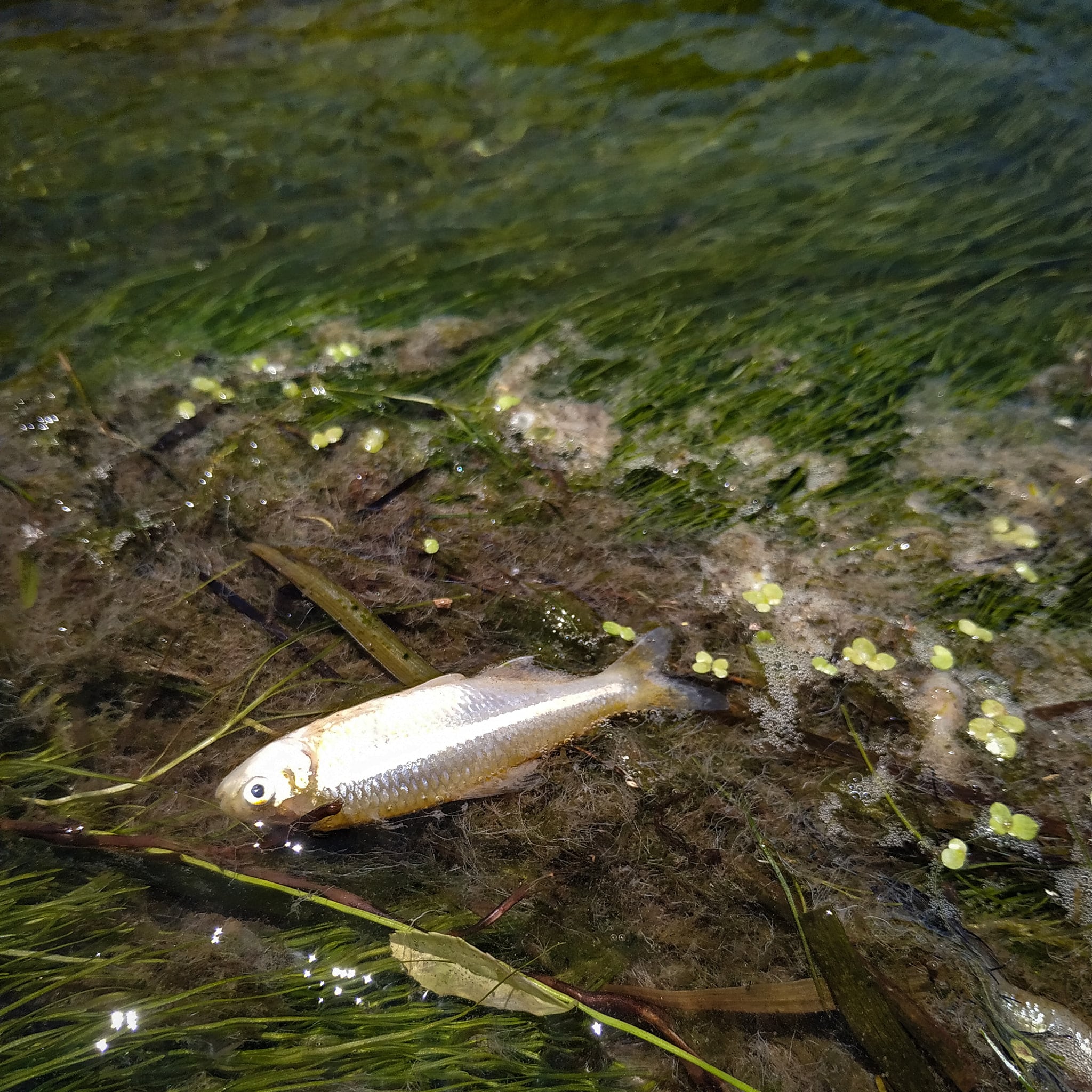 Tras el escape, aparecieron más de 500 peces muertos. Foto: Fundación Río Ctalamuchita.