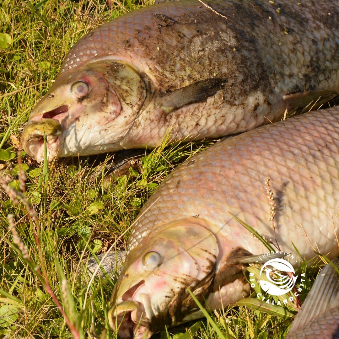 Tras el escape, aparecieron más de 500 peces muertos. Foto: Fundación Río Ctalamuchita.