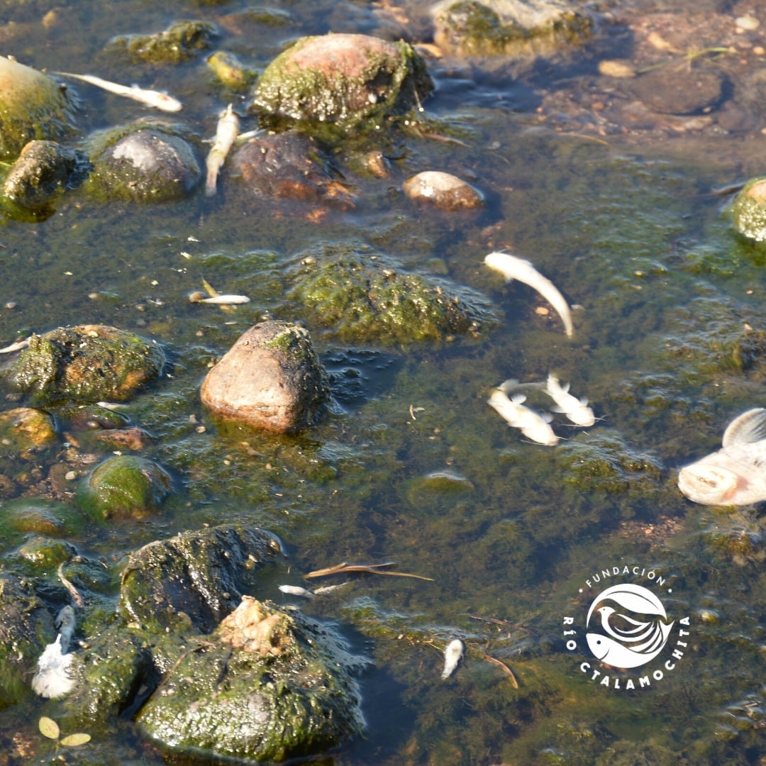 Tras el escape, aparecieron más de 500 peces muertos. Foto: Fundación Río Ctalamuchita.