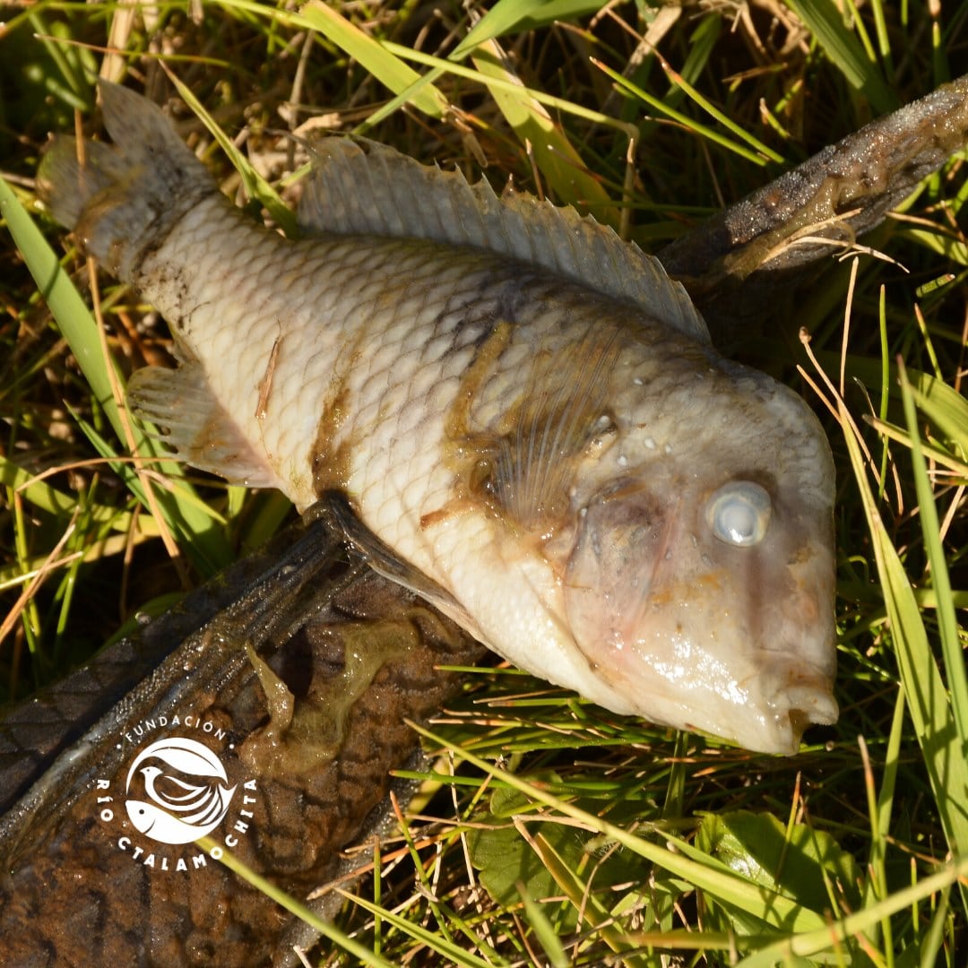 Tras el escape, aparecieron más de 500 peces muertos. Foto: Fundación Río Ctalamuchita.