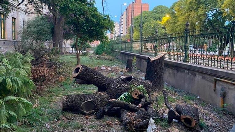 Tras la denuncia, la Provincia explicó por qué podaron árboles en el colegio Alejandro Carbó