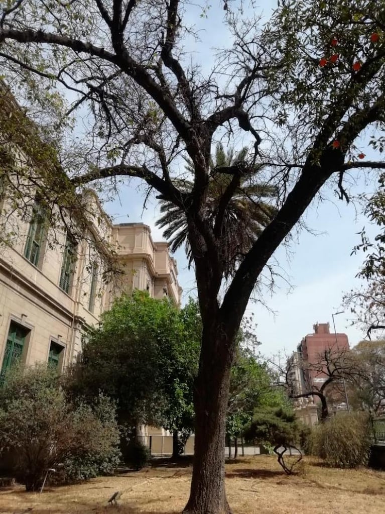 Tras la denuncia, la Provincia explicó por qué podaron árboles en el colegio Alejandro Carbó