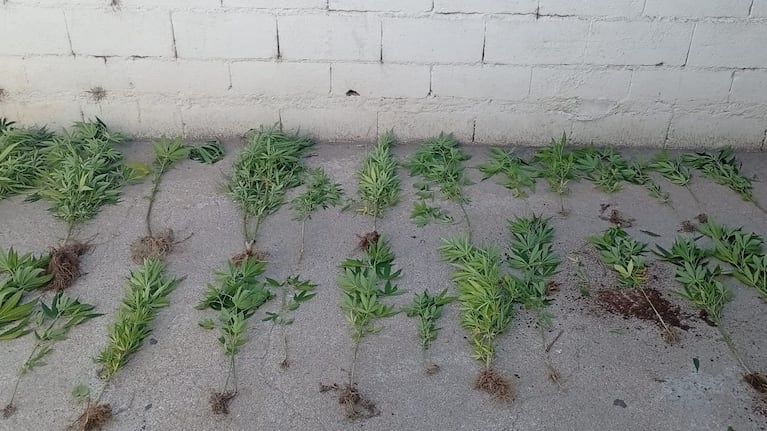 Trasladaban 25 plantas de marihuana en un carro y los agarró la Policía: cuatro detenidos