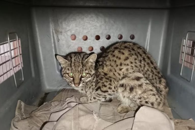 Trasladaron al Tatú Carreta un gato montés (Foto Policía Ambiental)