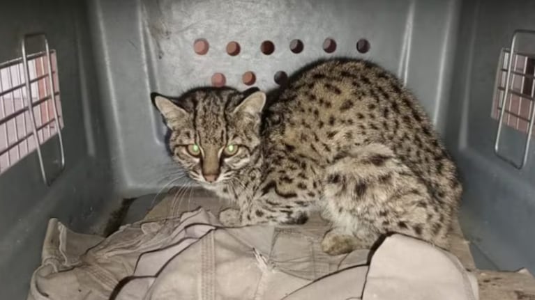 Trasladaron al Tatú Carreta un gato montés (Foto Policía Ambiental)
