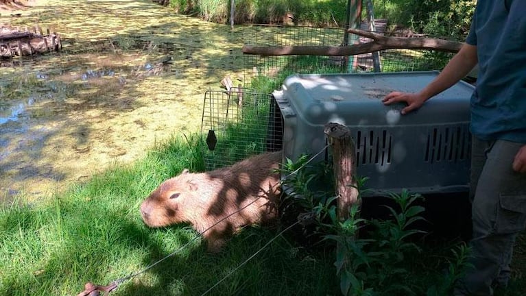 Trasladaron más de 35 animales del ex Zoológico de Córdoba a un Parque Ecológico