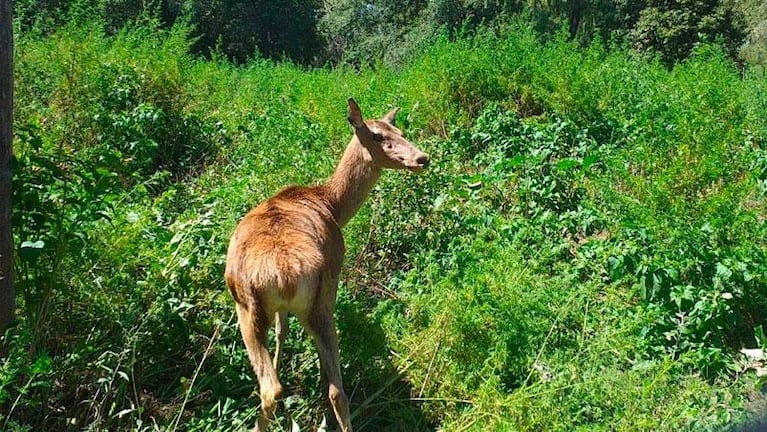 Trasladaron más de 35 animales del ex Zoológico de Córdoba a un Parque Ecológico