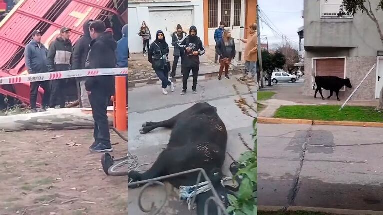 Tres animales siguen sin ser atrapados.