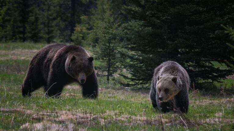 Tres de los cuatro osos fueron sacrificados luego del episodio.