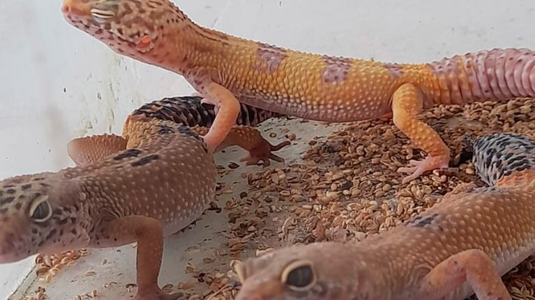 Tres geckos leopardos, entre los animales recuperados.
