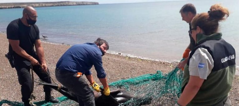 Tres hombres mataron a golpes a un lobo marino: indignación y bronca