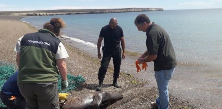 Tres hombres mataron a golpes a un lobo marino: indignación y bronca