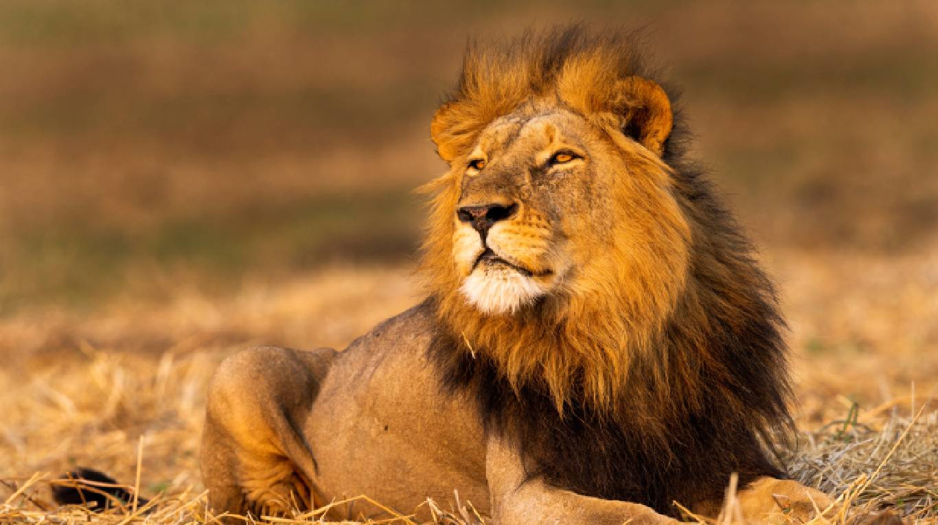 Tres leones africanos devoraron a un cuidador en un zoológico privado de Uzbekistán. (Foto ilustrativa: Reuters)