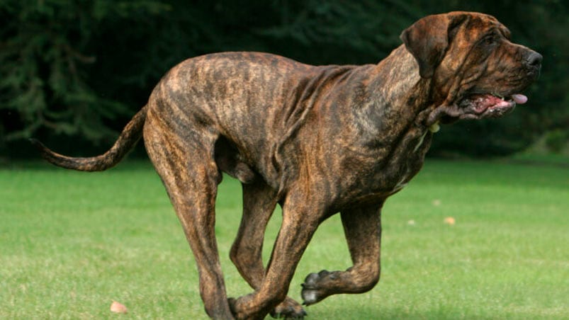 Tres perros fila brasileño atacaron brutalmente a un hombre y el dueño fue condenado.