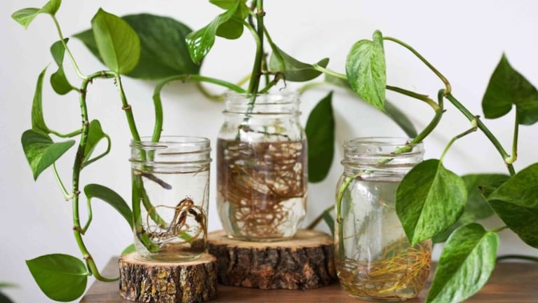 Tres plantas de interior especiales para purificar el aire en tu casa.