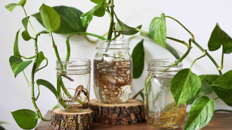 Tres plantas de interior especiales para purificar el aire en tu casa.