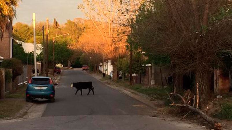 Tres vacas sorprendieron y asustaron en plena ciudad. 