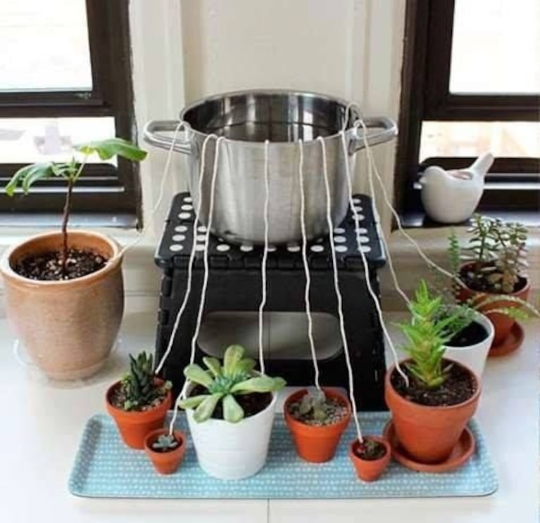 Truco para regar tus plantas.