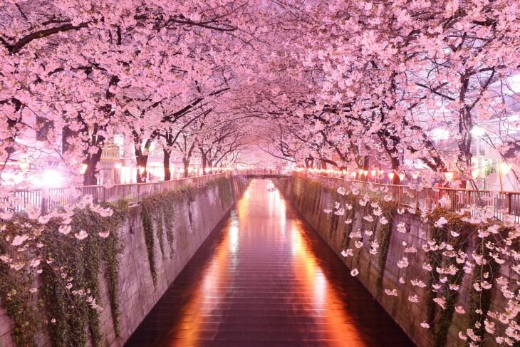 Túnel de Sakura (Kioto, Japón)