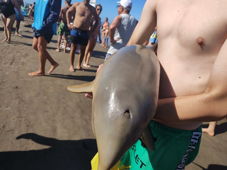 Turistas mataron a un delfín al sacarlo del agua para tomarse fotos