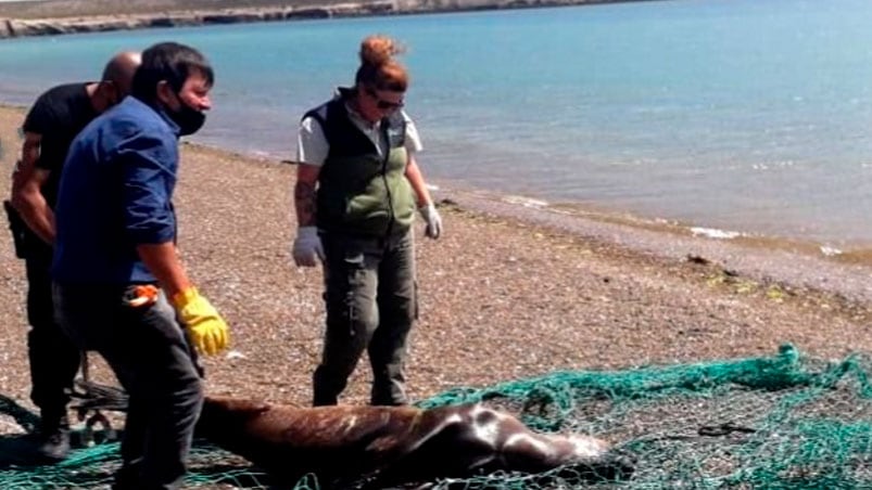 Turistas vieron y filmaron cómo los pescadores mataron al lobo marino a palazos.