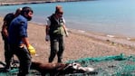 Turistas vieron y filmaron cómo los pescadores mataron al lobo marino a palazos.