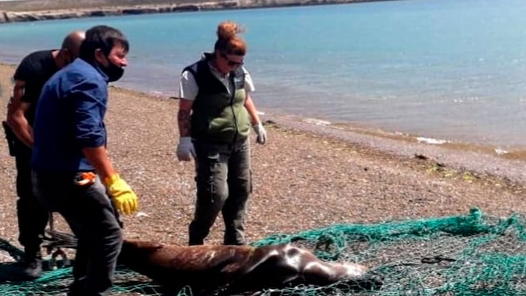 Turistas vieron y filmaron cómo los pescadores mataron al lobo marino a palazos.