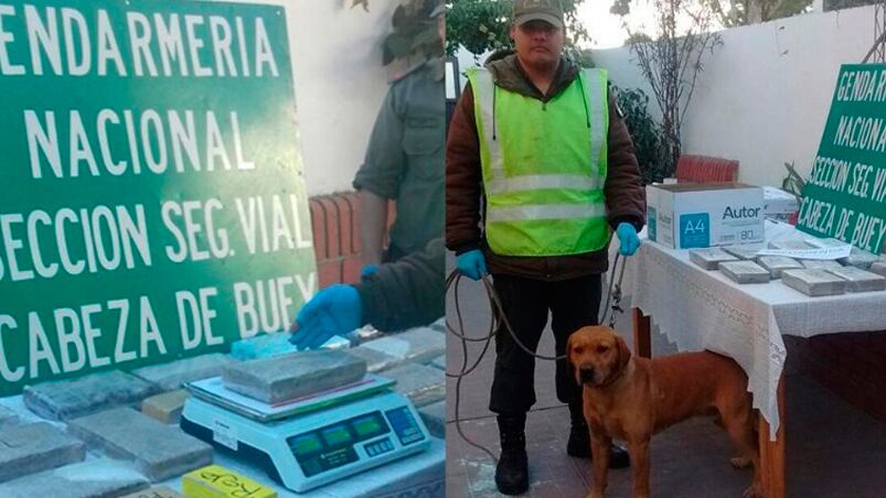 Tyler, el perro que complica a los narcotraficantes.