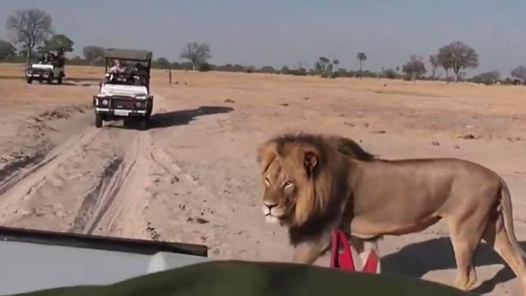 Un afamado dentista mató al león más amado de África