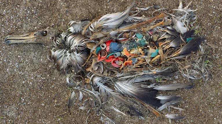 Un albatros lleno de plásticos. Foto: Chris Jordan.