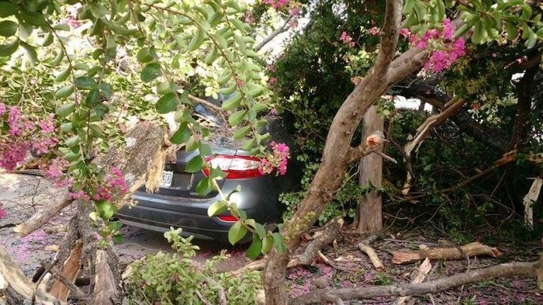 Un árbol aplastó un auto en barrio Jardín