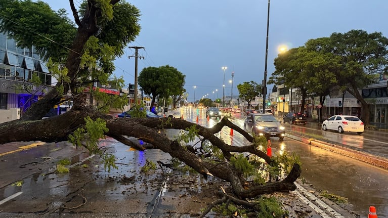 Un árbol caído en avenida Sabattini de la ciudad de Córdoba. Foto: Luchi Ybáñez / ElDoce.