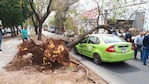 Un árbol cayó arriba de un remis en Zípoli y Colón. Foto de Javier Sassi.