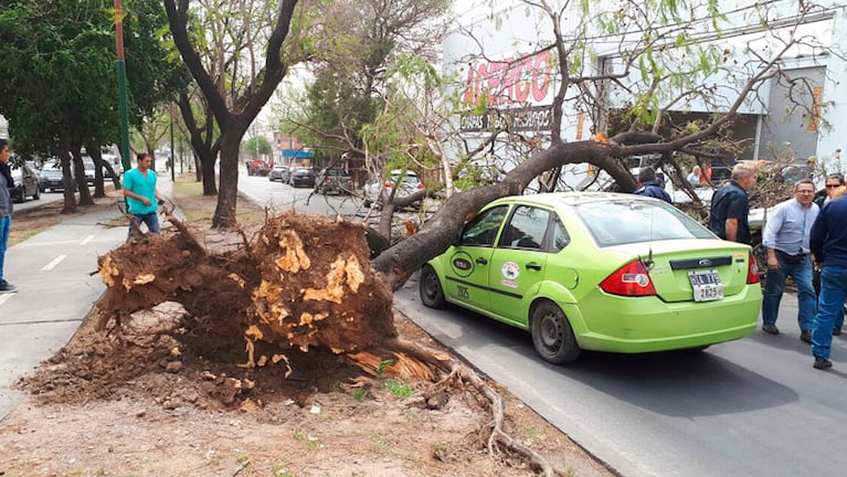 Un árbol cayó arriba de un remis en Zípoli y Colón. Foto de Javier Sassi.