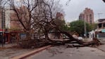 Un árbol cayó en medio de la avenida Pueyrredón. Foto: Pablo Olivarez / El Doce.