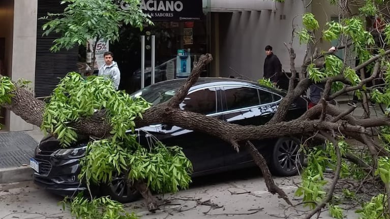 Un árbol cayó sobre un auto en Nueva Córdoba.