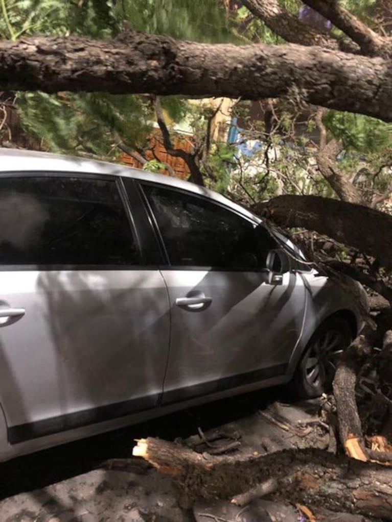Un árbol cayó sobre un auto estacionado y otro que circulaba en San Vicente.