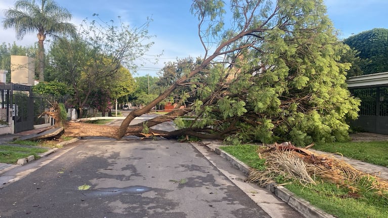 Un árbol cayó y tapó toda la calle en barrio Tablada Park. Foto: Luchi Ybañez / ElDoce.